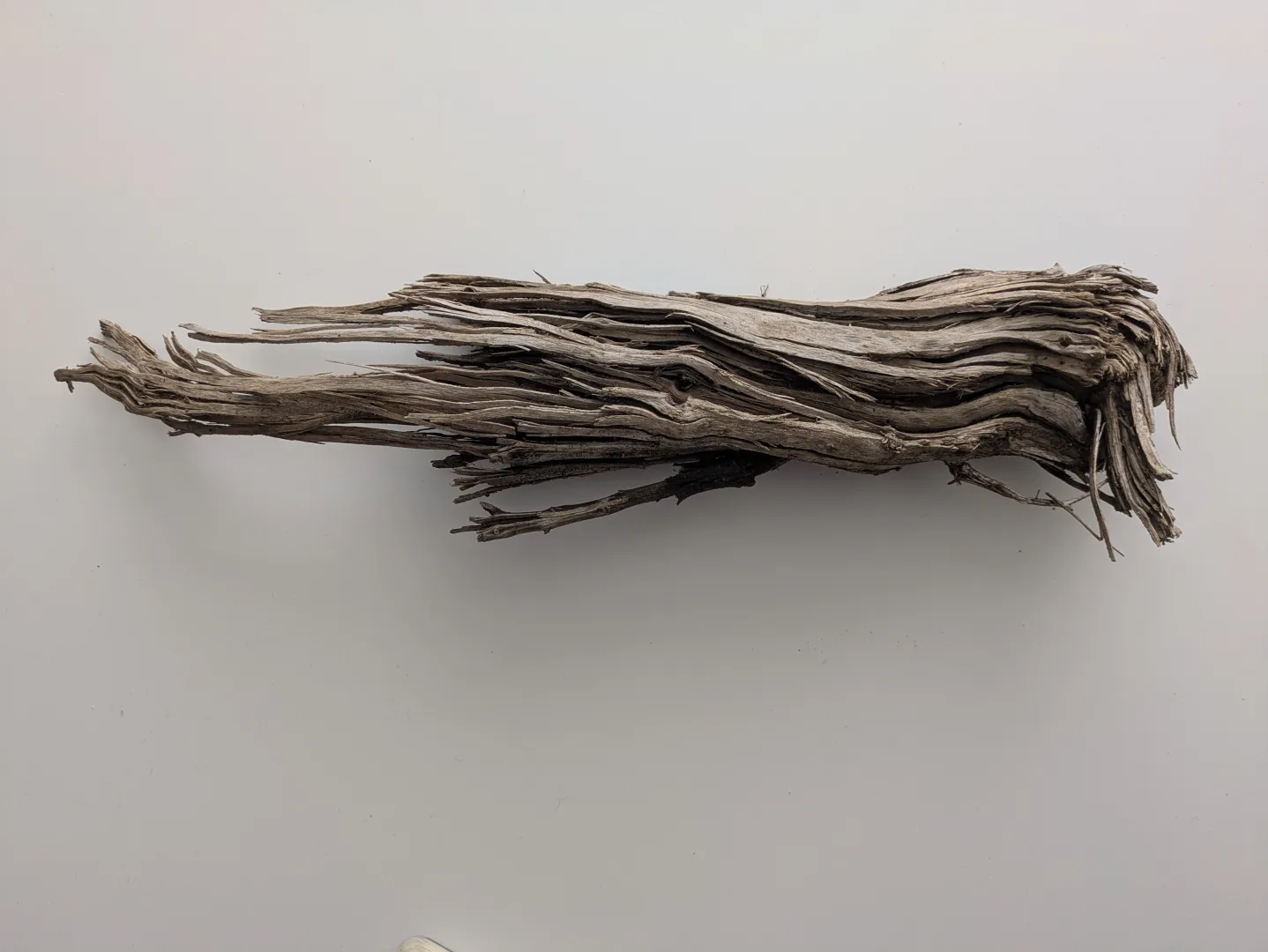 A photograph of a branch worn by the estuary tides