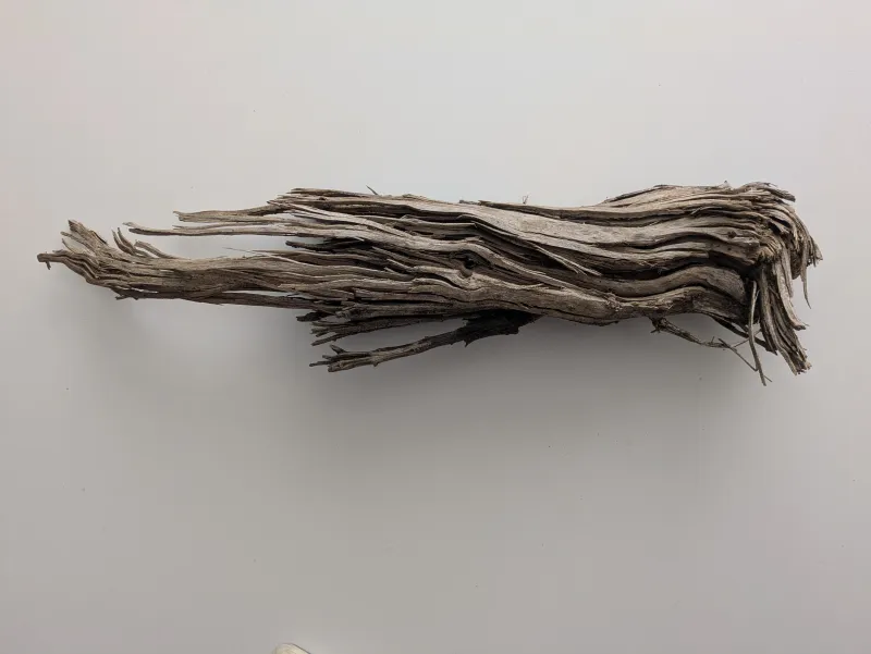 A photograph of a branch worn by the estuary tides