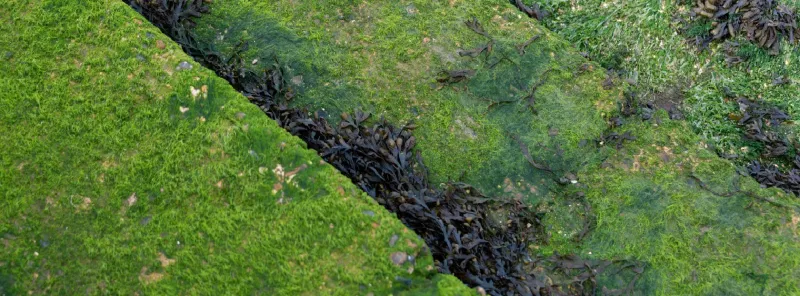 Sun 23 May - 16:00-17:30 - Estuary Bioregionalism