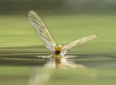 A mayfly with wings stretched dancing on the surface of a river