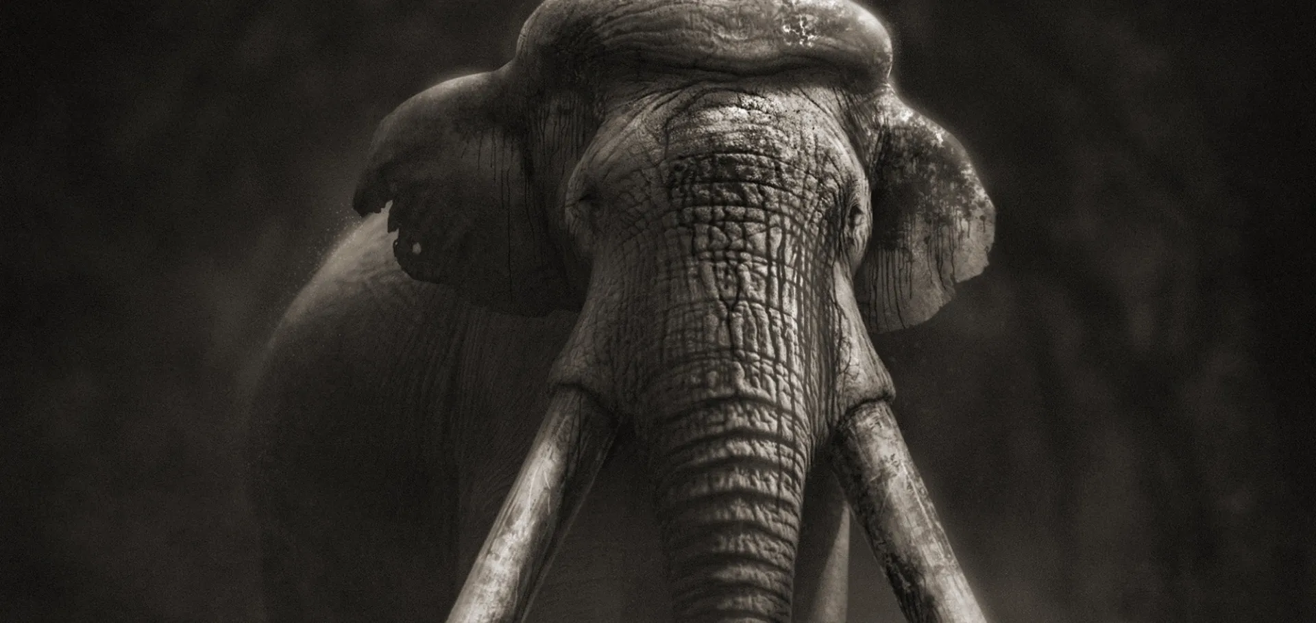 The Ebbsfleet Elephant