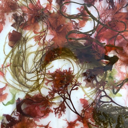 How to press seaweeds, a video guide